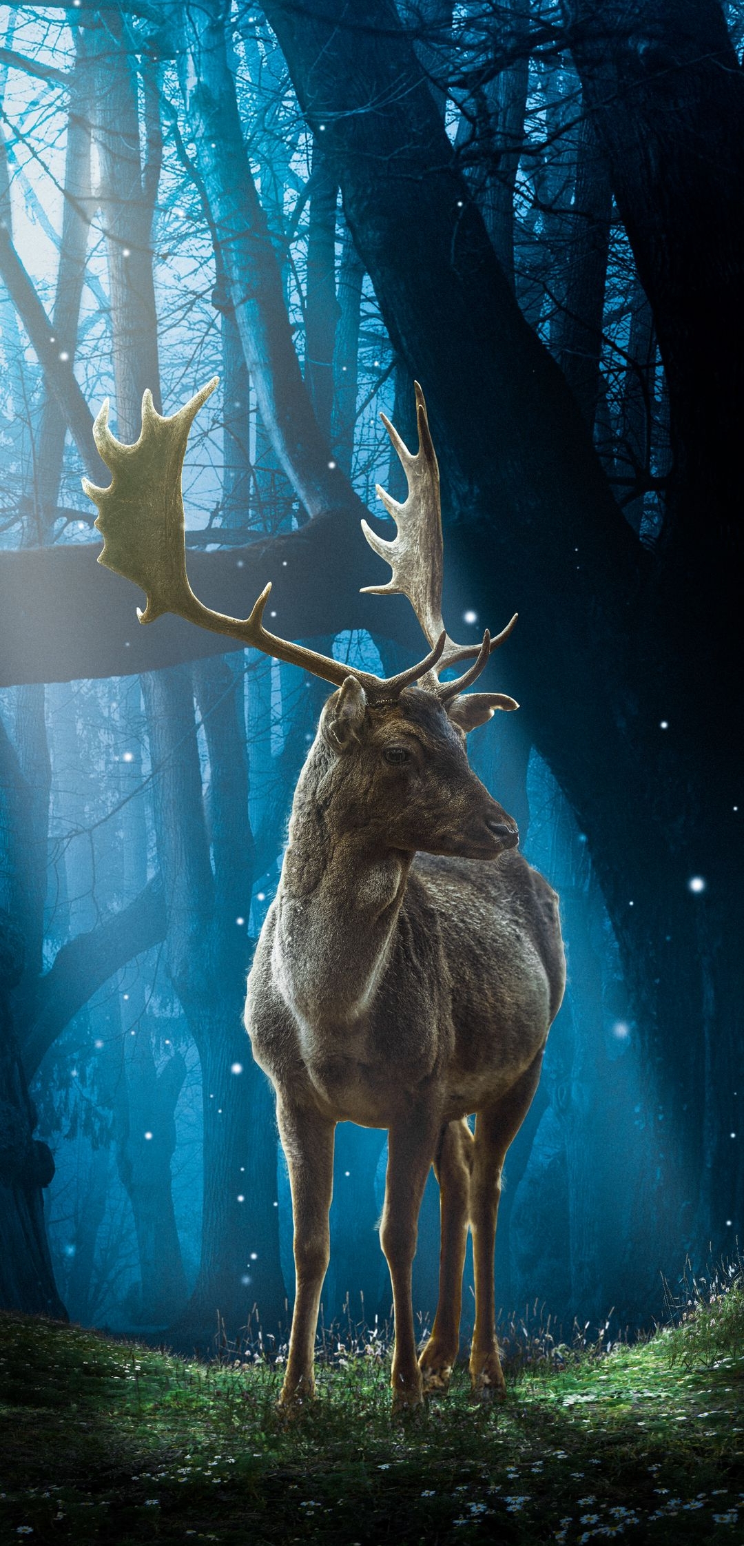 Deer Wildlife HD