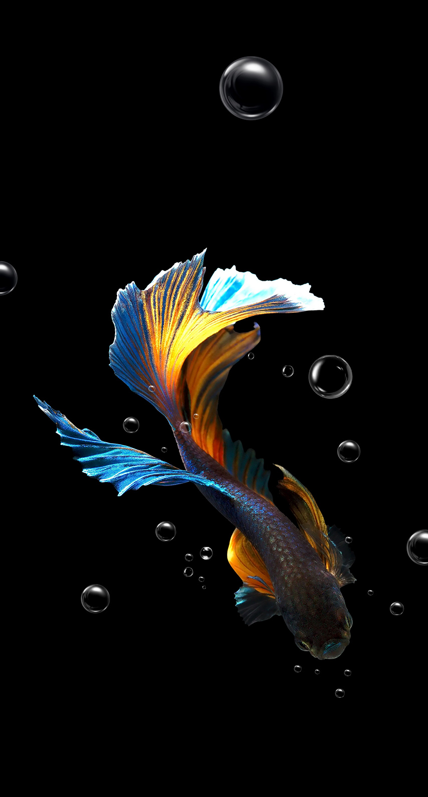 Fish Animal HD