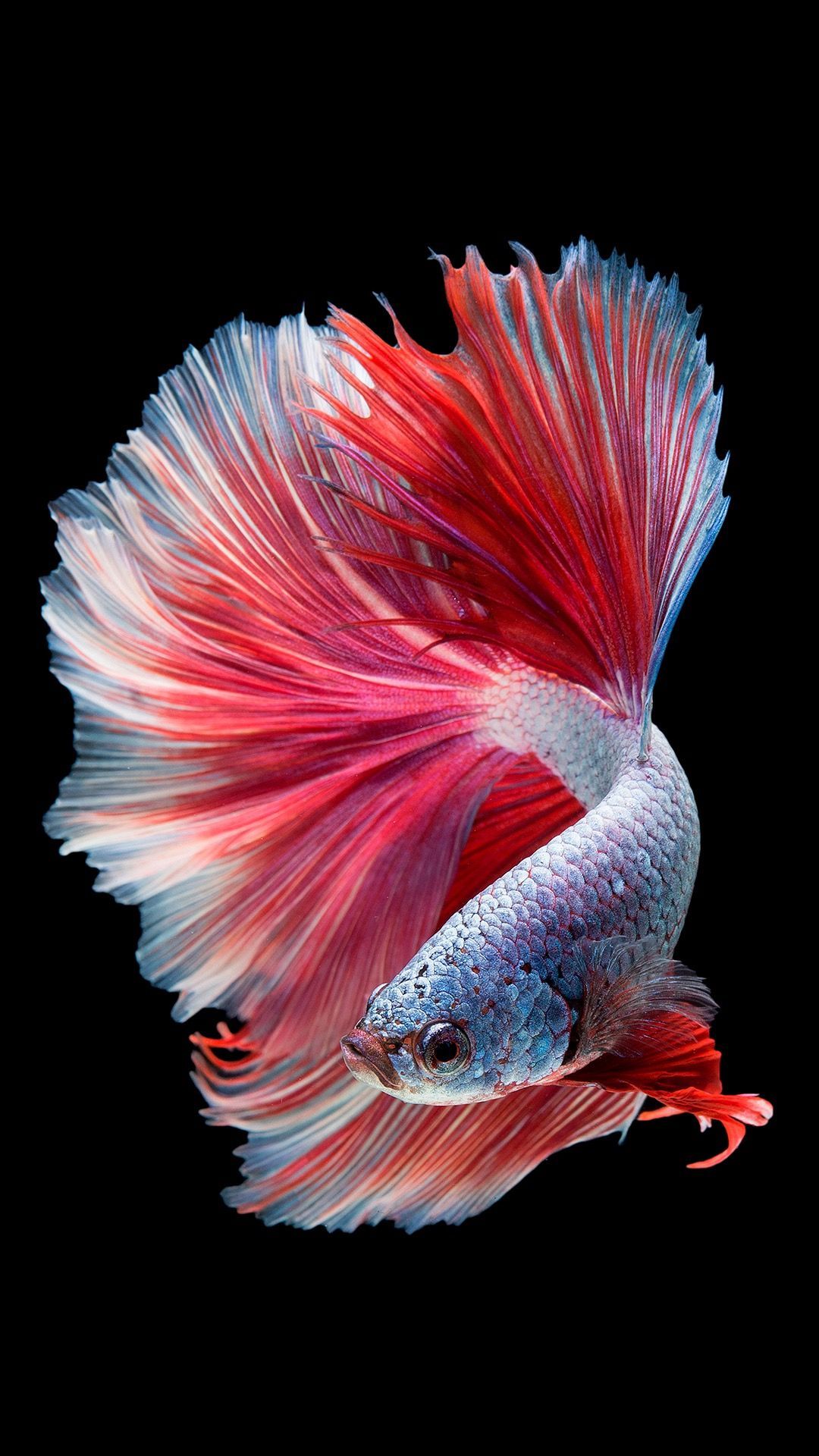 Fish Animal HD