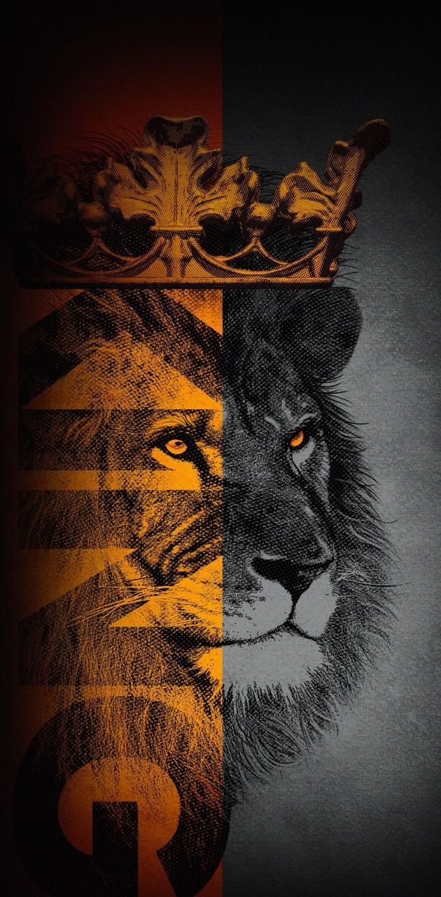 Lion Wildlife Animal HD