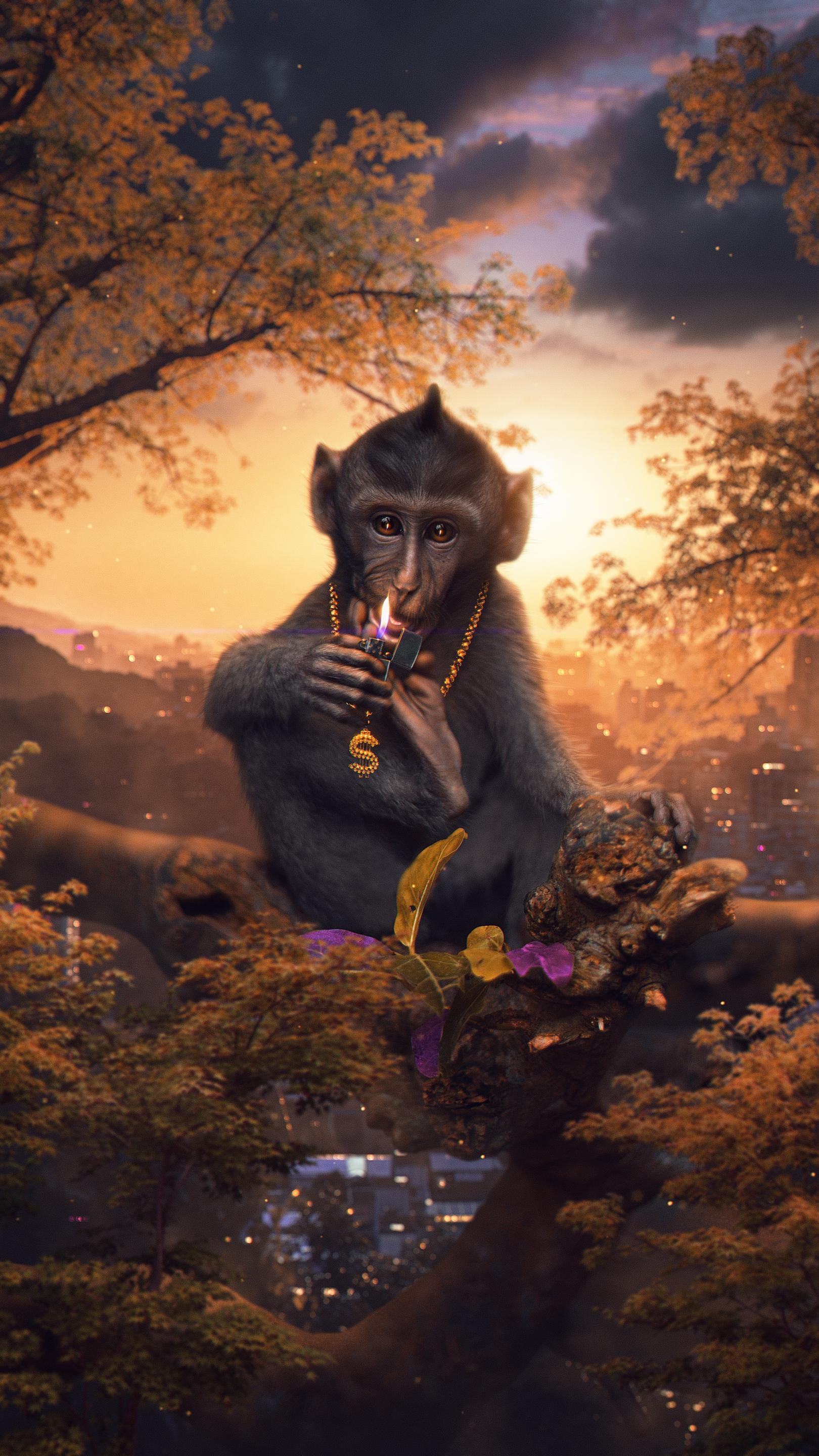 Monkey Animal Wildlife HD