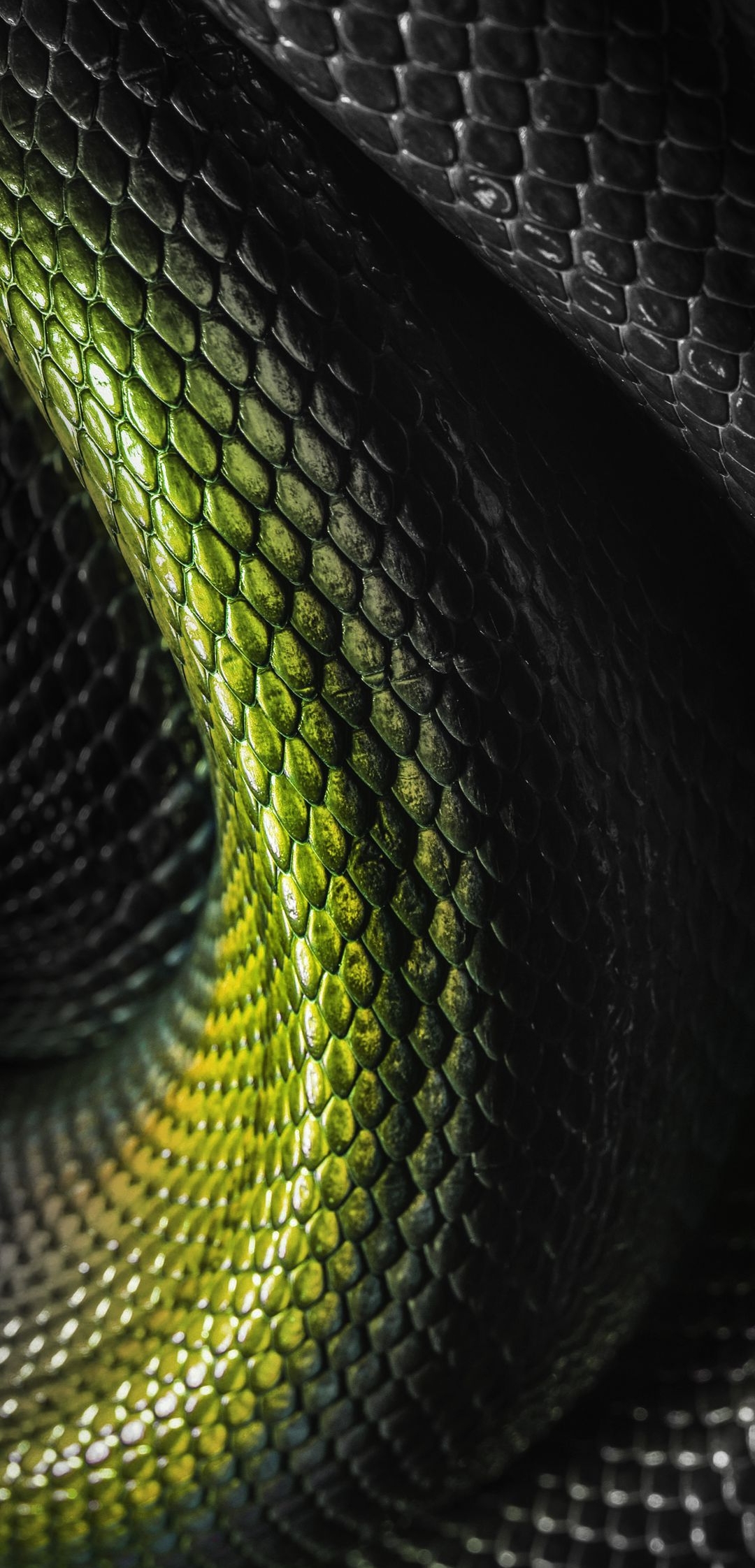 Snake Wildlife Animal HD