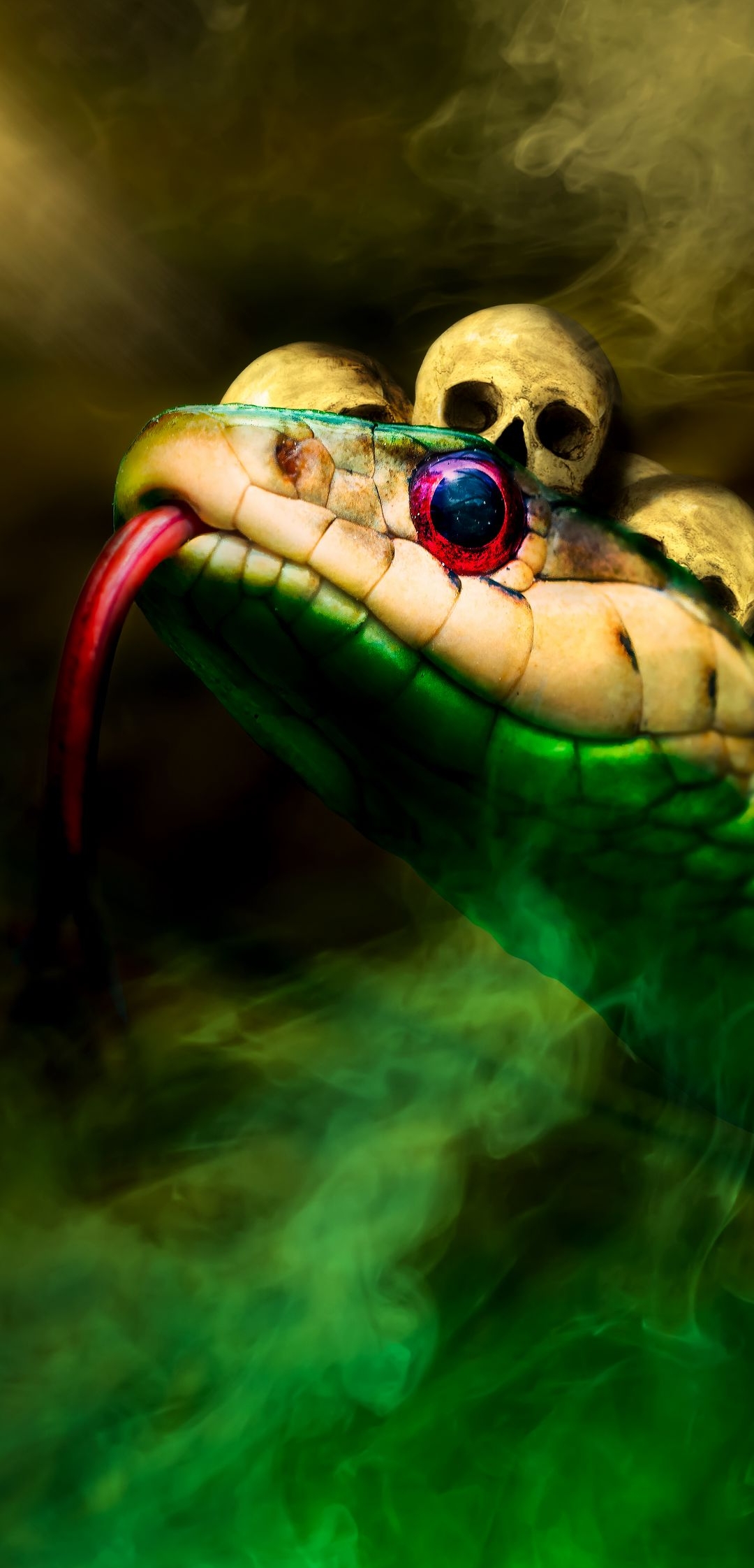 Snake Wildlife Animal HD