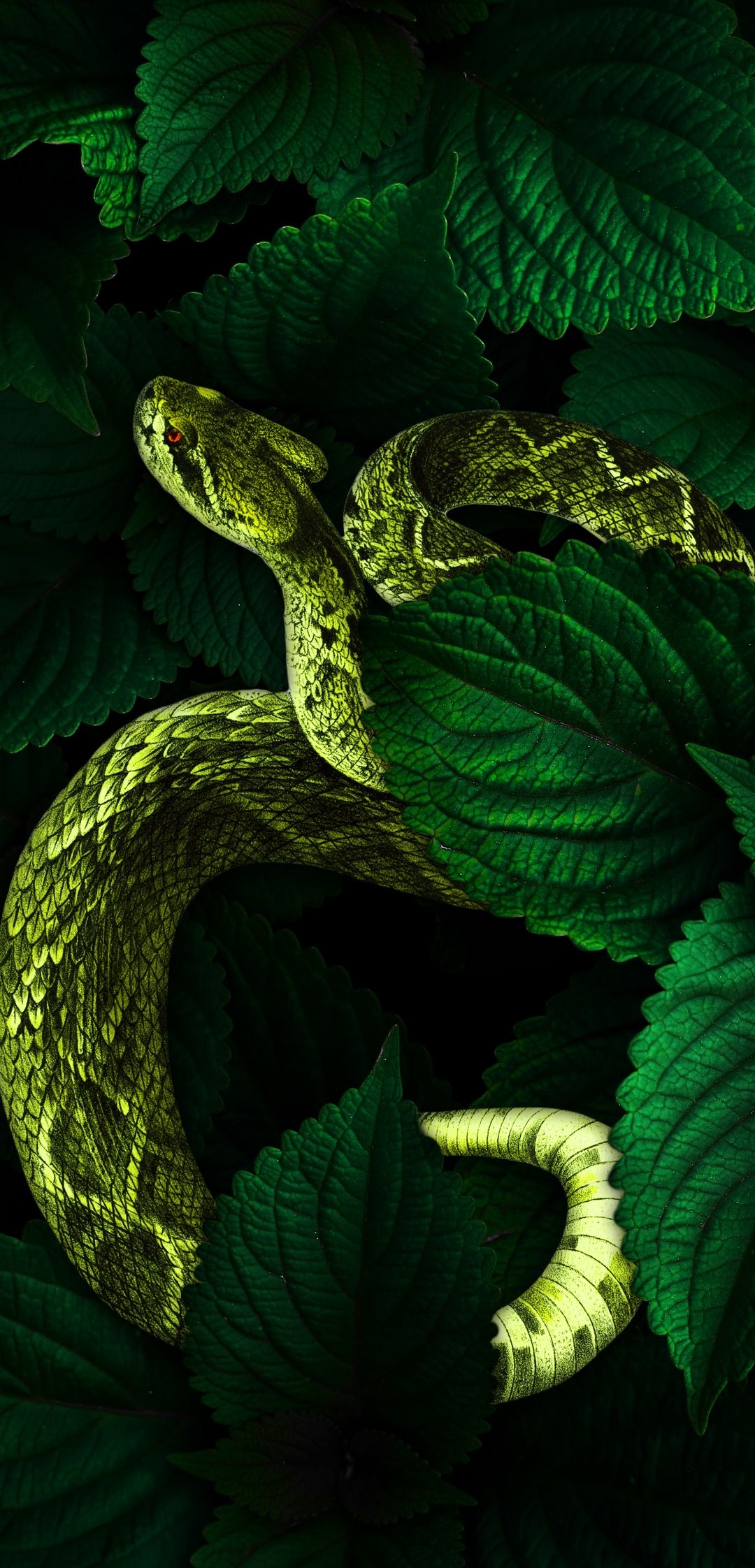 Snake Wildlife Animal HD
